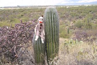 Sock on Cactus